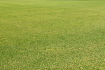 Shortly cut natural well-groomed green lawn from a fresh grass. Big field in the long term. Horizontal shot