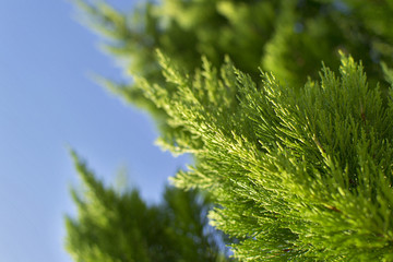 Beautiful evergreen Thuja trees against blue sky
