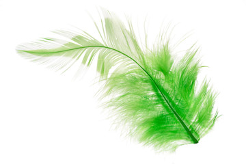 green bird feather isolated on white background
