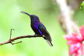 Violet Sabrewing (Campylopterus hemileucurus)