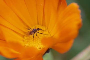 Insecte