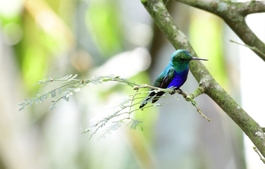 Violet-bellied Hummingbird (Damophila julie)