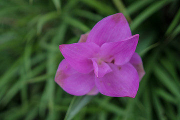 Curcuma alismatifolia, Siam tulip or summer tulip is a tropical plant