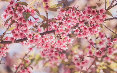 Fototapeta na wymiar Close up of Wild Himalayan Cherry flowers or Sakura