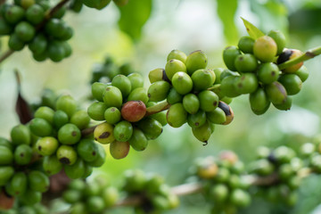 A coffee bean is a seed of the coffee plant and the source for coffee