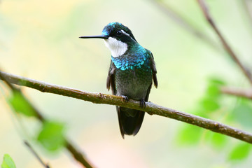 Fototapeta premium White-throated Mountaingem (Lampornis castaneoventris)