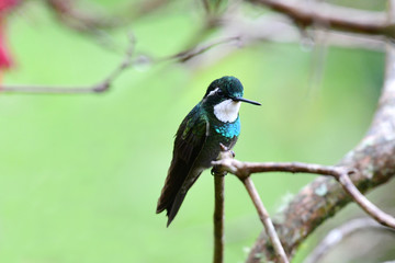 White-throated Mountaingem (Lampornis castaneoventris)