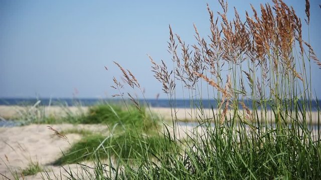 Grass on sandy beach; gulf of Riga; Baltic sea.
