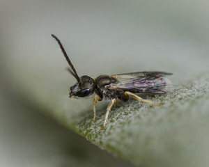 Hover fly insect on leaf