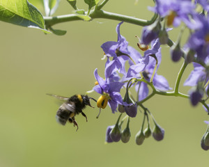 Bumble bee insect in flight
