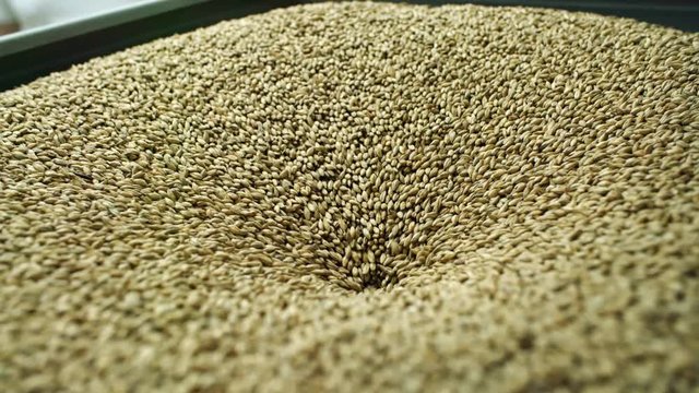 Close-up of process of milling grain malt in grinder for beer brewing on the brewhouse
