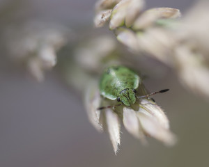 reen beetle insect on grass seed