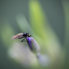Fly insect on grass seed