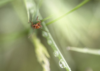 Soldier beetle insect on grass
