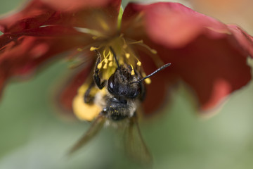 Bee insect in flower