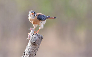 American kestrel (Falco sparverius)