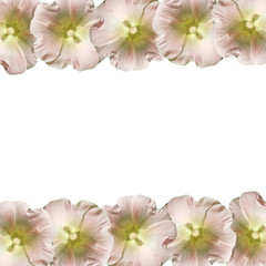 Obraz na płótnie Canvas Beautiful floral background with mallows 