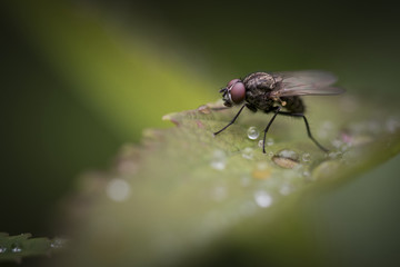 Fly insect on Dew drop leaf