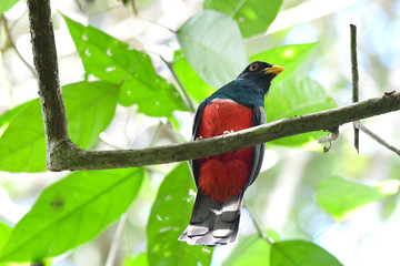 Black-tailed Trogon (Trogon melanurus)