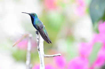 Black-throated mango (Antharcothorax nigricollis) male