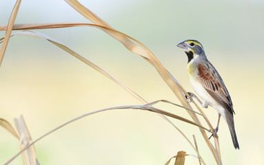 Dickcissel (Spiza americana)