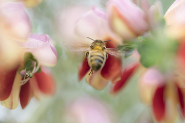 Bee insect flying to flower
