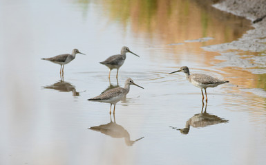 Greater Yellowlegs (Tringa melanoleuca)