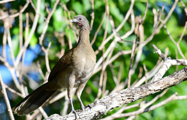 Grey-headed Chachalaca (Ortalis cinereiceps)