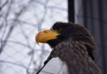 The Eagle look bravely