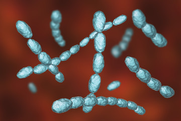 Haemophilus ducreyi bacteria, 3D illustration. Gram-negative coccobacillus, which causes the sexually transmitted disease chancroid, a genital ulcer