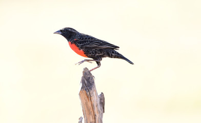 Red-breated Meadowlark (Leistes militaris)