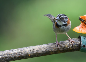 rufous-collared sparrow or Andean sparrow (Zonotrichia capensis)