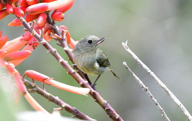 Slaty Flowerpiercer (Diglossa plumbea) Female