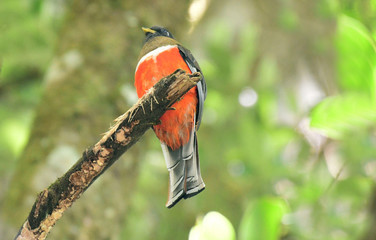 Orange-bellied Trogon (Trogon aurantiiventris)