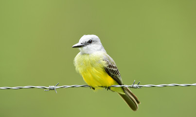 Tropical Kingbird (Tyrannus melancholicus)