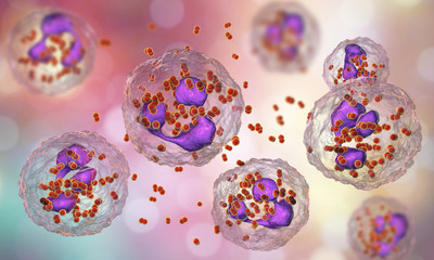 Bacteria Neisseria gonorrhoeae inside phagocytes, gonoccoccus, diplococci which cause sexually transmitted infection gonorrhea. 3D illustration. Incomplete phagocytosis