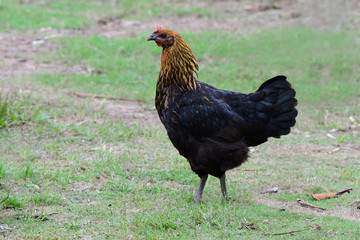 Black Hen