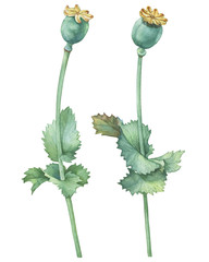 Branch with poppy seed capsule (also known as Helianthus annuus). Watercolor hand drawn painting illustration isolated on a white background - obrazy, fototapety, plakaty