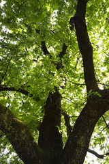 Branchage ch&ecirc;ne