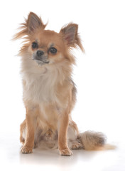 male long coat chihuahua