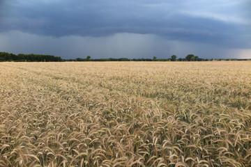 zboże tuż przed żniwami © marsad
