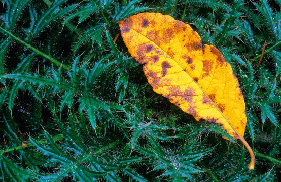 Fallen autumn leaf lying among spiked thisle leaves. 