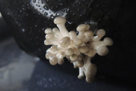 Culture de champignon d'appartement