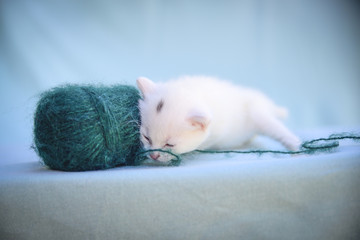 tender and fluffy white kitten plays with a ball of green wool