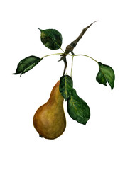 Yellow pear. Illustration of a branch of pear Abbot. Botanic watercolor hand drawn on white.