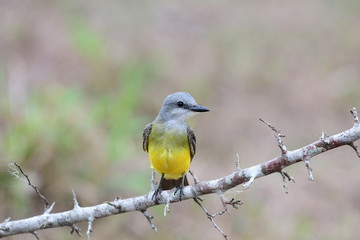 Tropical Kingbird (Tyrannus melancholicus)