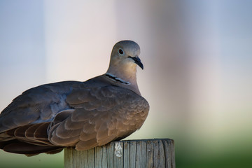 Eurasian Dove C1