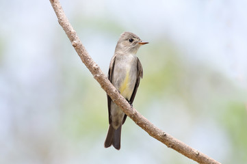 Tropical Pewee