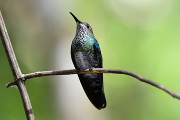 White-necked Jacobin( Florisuga mellivora)
