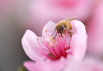 Fiore di ciliegio